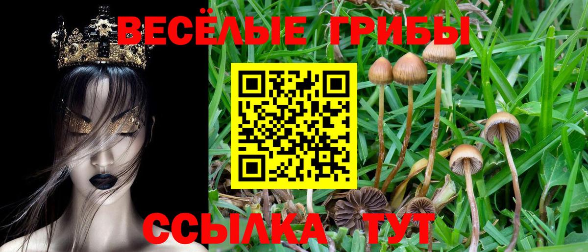 Галлюциногенные грибы Psilocybe Севастополь